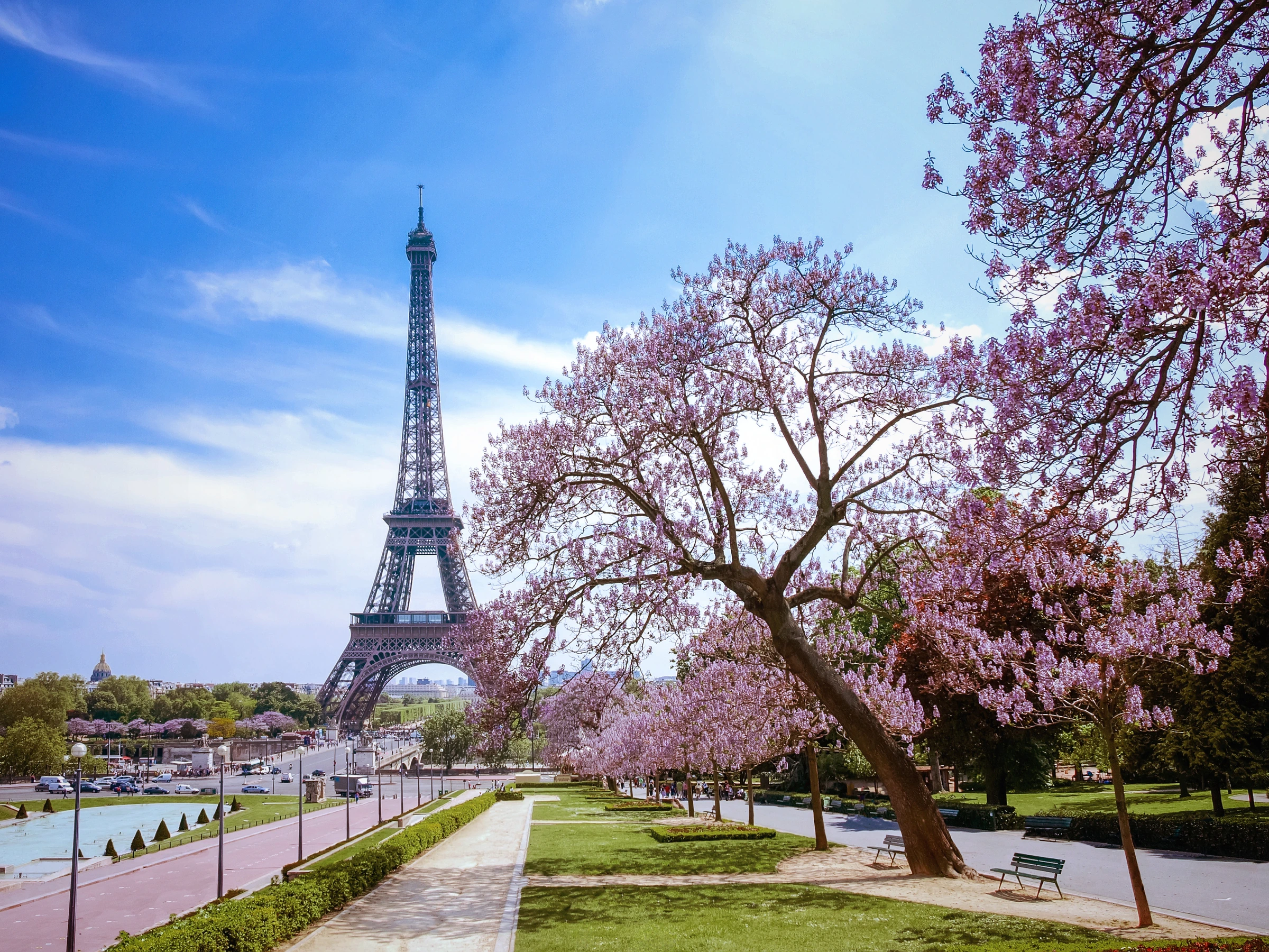 Eiffel Tower framed by flowering trees in Paris